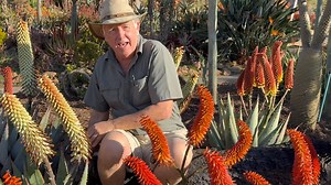 Another angle in the conservation of the amazing Aloe peglerae. ❤️ Planting a new Aloe bed today with only Aloe peglerae hybrids we made. CONSERVATION by PROPAGATION! 💪🏻 | The ALOE FARM