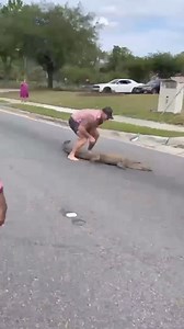 61K views · 463 reactions | A licensed alligator trapper was able to wrestle a gator on the loose on a busy Jacksonville, Florida, street on Monday. See how he did it. | Gulf Coast News | Facebook