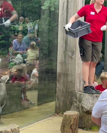 EN DAG I GIVSKUD ZOO - ZOOTOPIA? 🐧🐫🦋🐝🦍🦁💀🦦 Der er skruet helt op for aktivitetsprogrammet i sommerferien - og den står både på spændende fordringer og supersjove aktiviteter! Som noget helt nyt kan du i år opleve fodring af vores bongoer, blive Naturdetektiv eller prøve dyrenes gymnastik-discipliner! Derudover kan du se dyrepasserne fodre pingviner, selv prøve at give kamelerne gulerødder, se gorillaerne mæske sig i løg, røre ved skind og kranier eller høre odderne skrige efter fisk! Se d