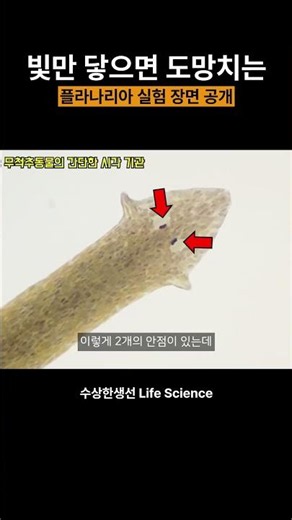 Planarian experiment: Watch them run from the light