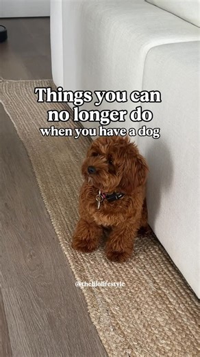 Lilo The Cockapoo on Instagram: "the sass she gave me on point # 4 has me laughing 😂 who can relate?! definitely the reality of having a dog but I wouldn’t have it any other way!! #cockapooworld #cockapooclub #puppydays #puppythings #dogparents"