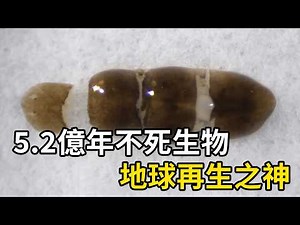 5.2億年不死生物！切成279塊，每塊都能重生！| #紀錄片 #有趣 #涨知识 #動物 #知識 #生物