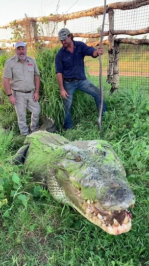 Encountering a Giant Saltwater Crocodile in the Outback of Australia