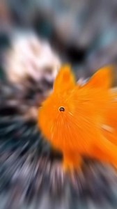 1.8K views | Creature of the day: The Painted Frogfish   The...