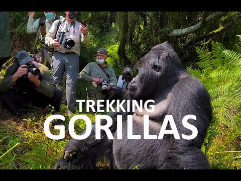 Incredible Gorilla interaction 101 : Gorilla trekking experience in Volcanoes National park Rwanda