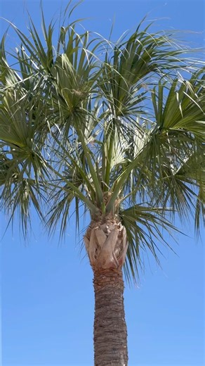 Galveston Island’s Top 10 Bucket List Items: 🥧Eat the famous Pecan Pie at Gaido's Seafood Restaurant 🪦Explore the Broadway Cemetery 🍬Go to the Taffy Pull at La Kings Candy Factory 🐧Meet a penguin in person at Moody Gardens Aquarium 🎡Ride on the Ferris Wheel at Galveston Island Historic Pleasure Pier 🐢See a Sea Turtle Release at the beach 💦Slide down the Texas’ Tallest Water Coaster at Schlitterbahn Galveston ⚓Step aboard the Tall Ship Elissa Galveston Historic Seaport : Home of the 1877 T