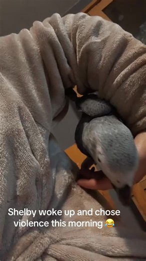 littlemissc (@littlemisscxox)’s videos with 365 - Charli xcx