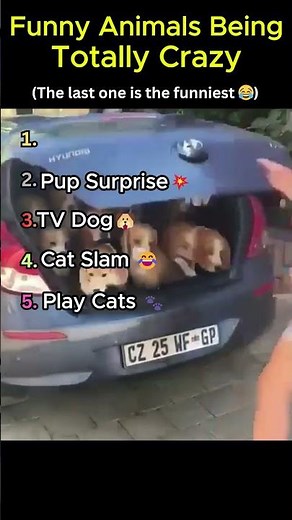 Funny Animals Being Totally Crazy 😂 Ultimate Wild Compilation