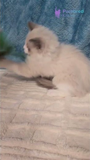 Meet Piper: Blue Point Bicolor Ragdoll Kitten with Stunning Blue Eyes 💙🐾 #Ragdoll #RagdollKitten