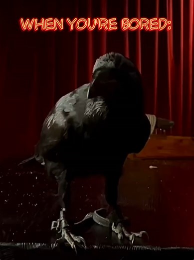 TikTokでSylusさんをチェック！