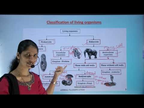 ANIMAL CLASSIFICATION