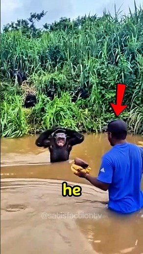 Chimpanzee Reunites With Caregiver After Years Apart 😭