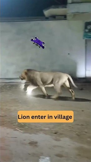 Lion enter in village | #asiaticlion #lion #bigcatswildlife #gir #lionofgir #girwildlife #shorts #yt