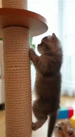 Tiny Explorers! Kittens Adventuring Through Tunnels, Jumps, and Climbs 小貓居家冒險！鑽隧道、跳躍攀爬都療癒 #kitten