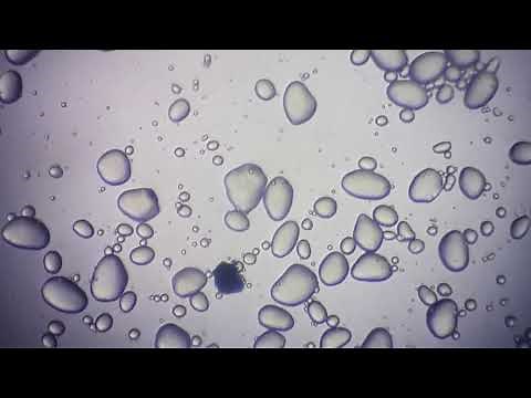 Osserviamo i granuli di amido al microscopio