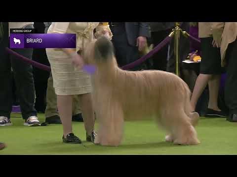 Briards | Breed Judging 2025