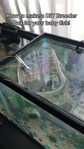 DIY Breeder Box Tutorial for Baby Fish