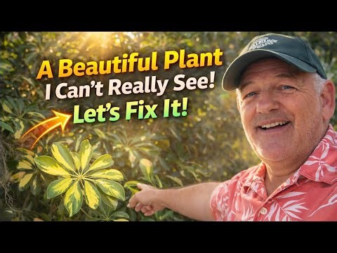 This Variegated Dwarf Umbrella Plant Spent Years in the Shadows! A Little Pruning Goes a Long Way