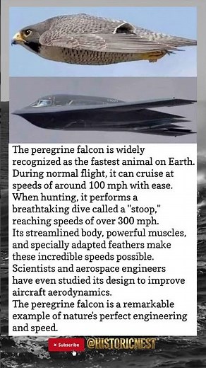 Peregrine Falcon: The Fastest Animal on Earth | 300+ MPH Hunting Speed