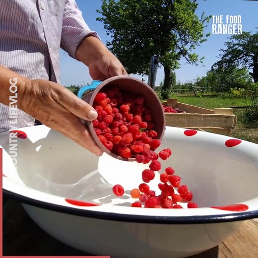 Picking 65 lbs of fresh raspberries and making compote and fresh tea! Thanks to CLV: https://youtu.be/PSfwyt1tDJ4 | The Food Ranger