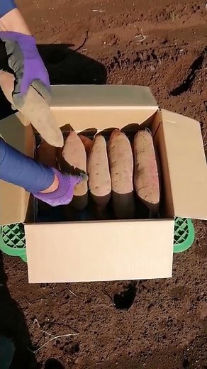 [Sweet Potatoes] Easy at Home! Long-Term Storage Method (General Area) [Direct from an Organic Fa...