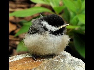 Carolina Chickadees: A Fledgling Adventure