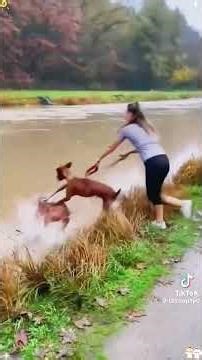 When dog walking goes horribly wrong#funnyanimals #funnypets #youtube #dogshorts