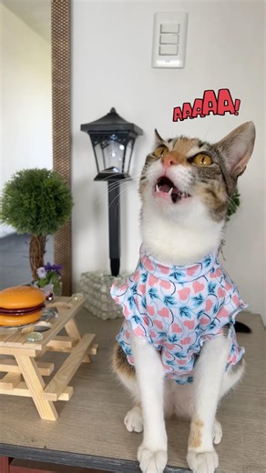 Ustedes si sabían esta adivinanza?? 🙀🙀