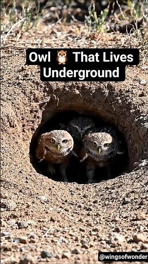 Timelapse Burrowing Owl Lifecycle #BurrowingOwl #Owls #Wildlife #Nature #owl #birds
