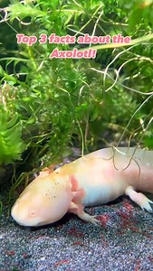🌟 Meet the Magical Axolotl! 🌟 Native to Mexico and named after the Aztec god of fire and lightning, the Axolotl is nothing short of legendary. 🔥⚡ With the power to regrow limbs, parts of their spine, and even sections of their heart and brain, it’s no wonder these enchanting creatures have captured the world’s imagination. But despite their resilience, Axolotls are critically endangered, threatened by habitat loss, pollution, and invasive species. Thankfully, there’s hope: some have recently 