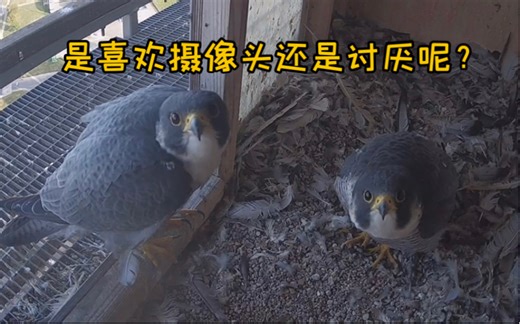 非常好的小鸡回家既唱歌又小鸡盯，妮妮也回来了，完美的一天（2024.10.01）