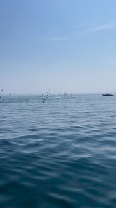 Humpback Whales off of Cape Cod | Cape Cod, Massachusetts