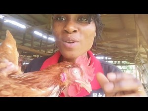 👉 Infectious Coryza in Poultry: Causes, Signs & Prevention (Full Guide)