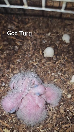 15 reactions · 3 comments | Green Check Conure Turqouise handfeeed qant to hunget2? #noanimalswhereharmedonthisvideo #forcontentporposesonly #notforsaleortrade | Birdy ni Francisco | Facebook