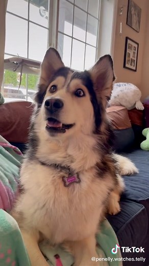 wow‼️‼️‼️ i rly need a trampoline now!!! 💕💕💕‼️‼️‼️ Great commercial. 📺 #dogsvideo #funnydogs