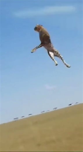 Leopard Attacks Baby Wildebeest - Pays the PRICE! 🚫 대가를 치름 🚫 代償を払う #wildliferescue #wildebeests