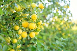 Árboles frutales: cómo y cuándo podarlos