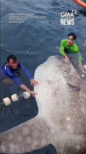 Nalambat na dambuhang Mola-mola o Sunfish sa Marinduque, may dala nga bang... | GMA Integrated News
