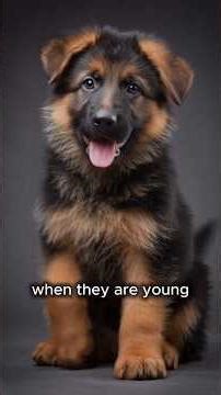 How to Identify German Shepherd Puppy | 7 Key Signs You Must Know