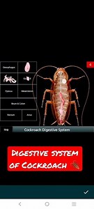 Dissection of Digestive system of Cockroach 🪳