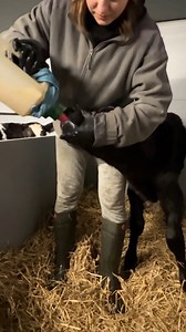 86K views · 695 reactions | Feed Mix For Calves _ Newborn Calf First Time Feeding Milk #howitworks #behindthescenes #Reels #FacebookReels #ShortVideos #VideoContent #ViralVideos #Trending #Entertainment #FunTimes #CreativeContent #InstaReels #ExplorePage #SocialMedia #DigitalContent #VideoOfTheDay #ShareTheJoy #fyp #boom | Tammie Martinez | Facebook