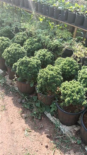 Boxwood Topiary Plants 🌿 Perfect Round Shape | Nursery Tour #Shorts