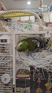 1.4M views · 25K reactions | DIY Parrot Nest in Action #birdlovers #birdfacts #monkparakeet #quakerparrot #parrotnest | Wild Heart | Facebook