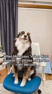 #australianshepherd australian shepherd | mini aussie | dog tricks | red tri australian shepherd | dog training | #aussiesdoingthings #dogreels | Kiba The Aussie