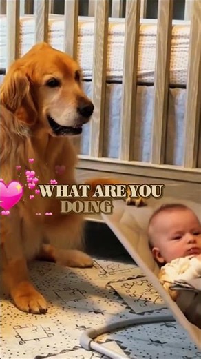 Funny Dog Moments That Made Me Cry Laughing 😂🐶 #shortsfeed #dogshorts #funnydogs