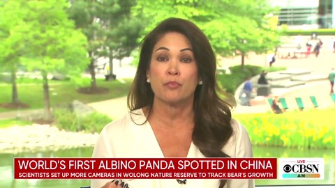 First documented photo of all-white albino panda