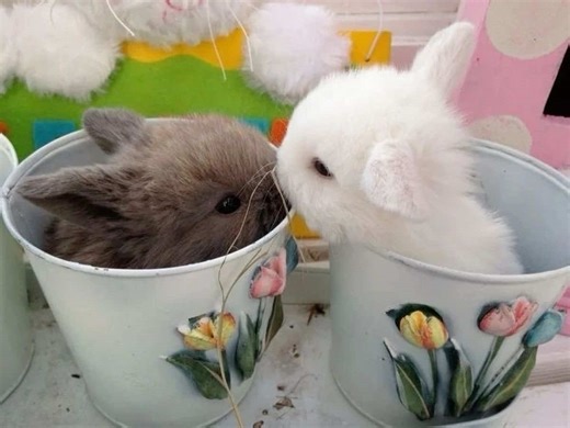 Bunny Love: A Cute Couple's Adventure