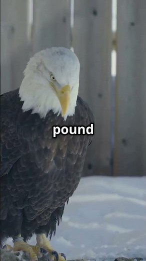 Enormous Bald Eagles America's Deadliest Hunters in the Blue Sky's!