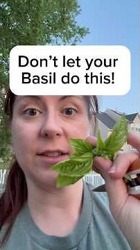 How to continuously harvest basil