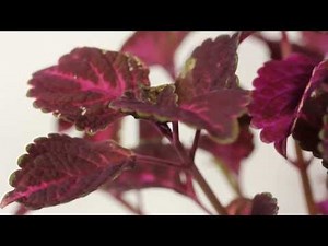 Biology - Cytokinins